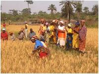 AWA̓싦͂ʂāAAtJ̕ĐYxĂ܂BŔ_nj󂳂ꂽxAłAĂ̐YLĂ܂BiCjAfrica Rice Center (AfricaRice)