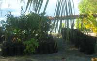 ソロモン諸島オントン・ジャワ環礁における気候変動に強い作物品種導入の取組み (C)PACC Solomon Island